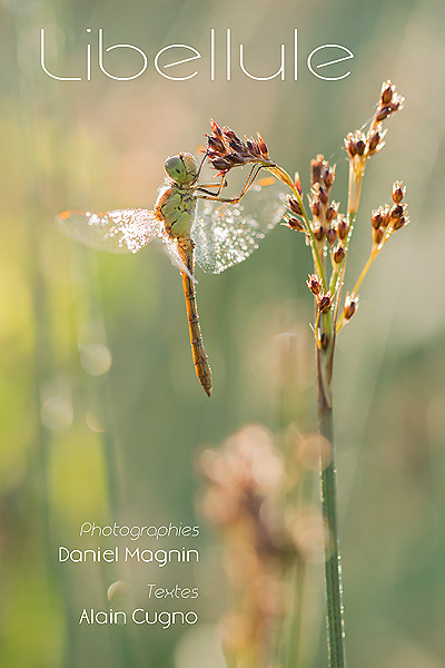 01_Sympetrum meridionale_MG_3101_70D_20-06-14_600x400.jpg