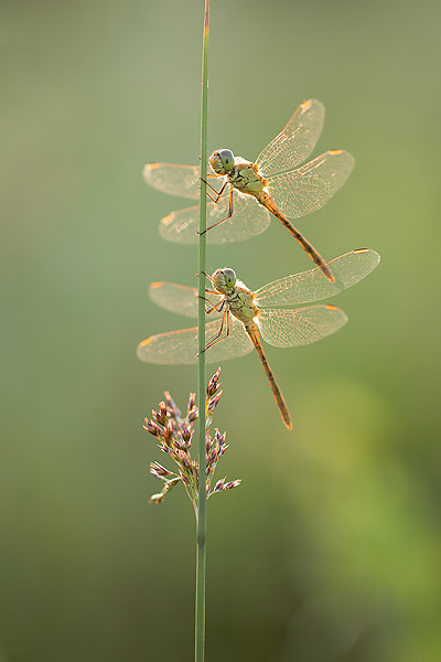 02_Sympetrum meridionale_MG_2804_70D_18-06-14_600x400.jpg