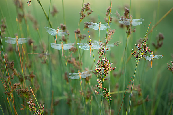 05_Sympetrum meridionale_MG_3811_5D3_20-06-14_600x400.jpg