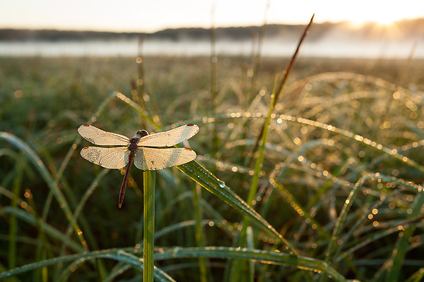 06_Sympetrum meridionale_MG_4022_5D_07-09-12_Noue_600x400.jpg