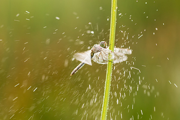 07_Sympetrum meridionale_MG_4933_70D_22-08-14_600x400.jpg