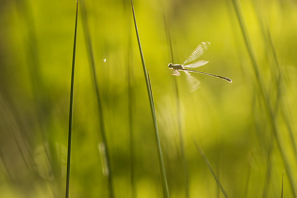 10_Ischnura elegans_MG_1699_70D_06-06-14_600x400.jpg