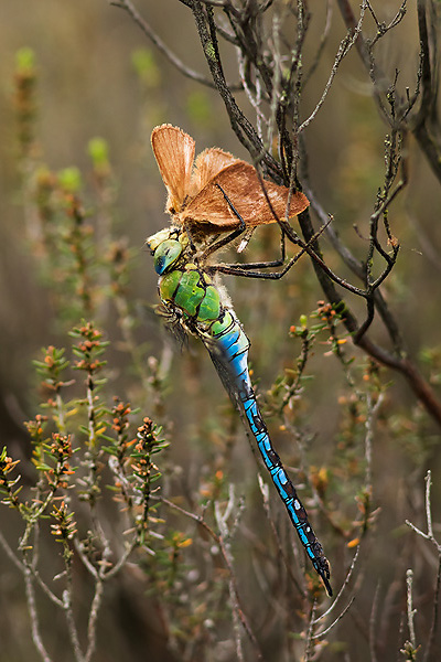 11_Anax imperator_MG_2225_7D2_11-06-15_600x400.jpg