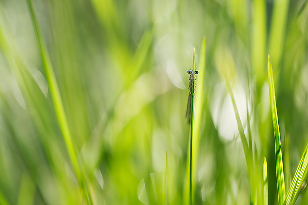 12_Platycnemis pennipes_MG_7145_5D3_18-05-15_600x400.jpg