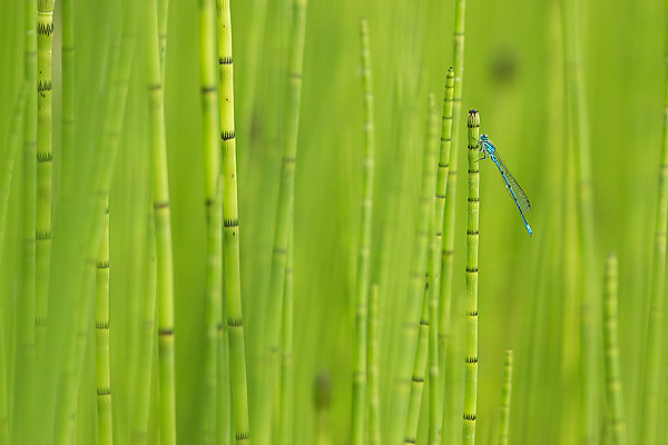 13_Coenagrion puella_MG_1259_70D_30-05-14_600x400.jpg