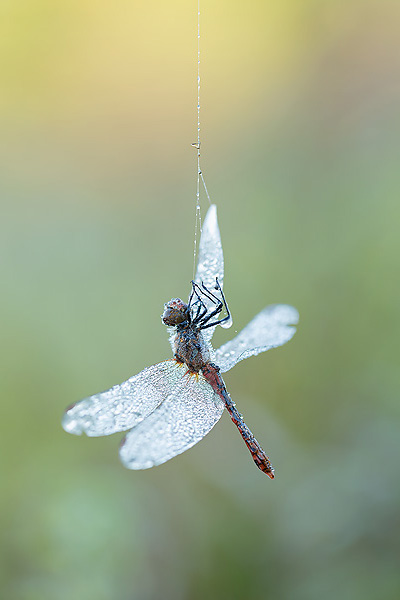 16_Sympetrum sanguineum_MG_9708_5D3_27-09-14_600x400.jpg