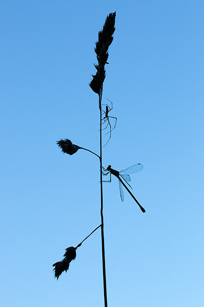 18_Lestes sponsa_MG_3613_70D_15-07-14_600x400.jpg