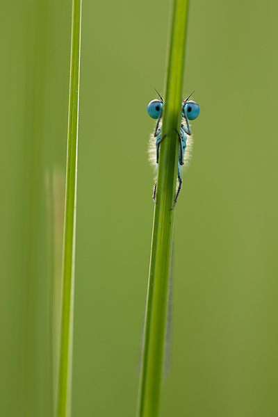 21bis_Coenagrion mercuriale_MG_1124_5D3_22-04-16_600x400.jpg