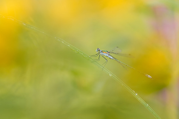 22_Lestes sponsa_MG_3334_70D_02-07-14_600x400.jpg