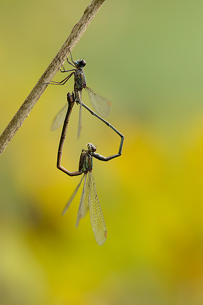 23_Lestes viridis_MG_6037_5D3_24-10-13_600x400.jpg