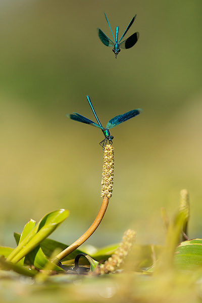 25_Calopteryx splendens_MG_5218_5D3_03-07-14_600x400.jpg