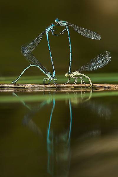 26_Coenagrion puella_MG_3458_5D3_06-09-13_600x400.jpg