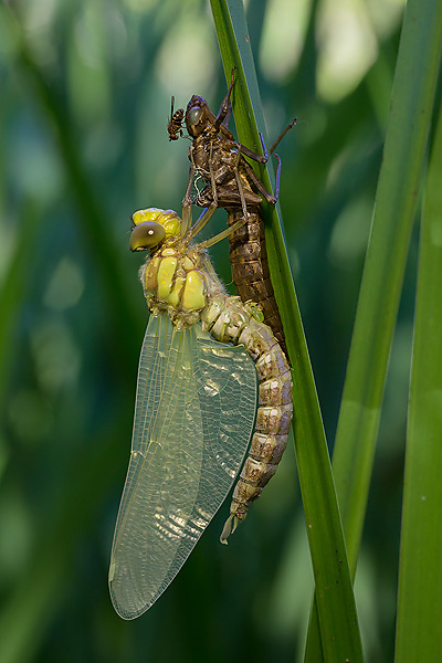 33_Aeshna cyanea_MG_9536_5D3_28-06-15_600x400.jpg