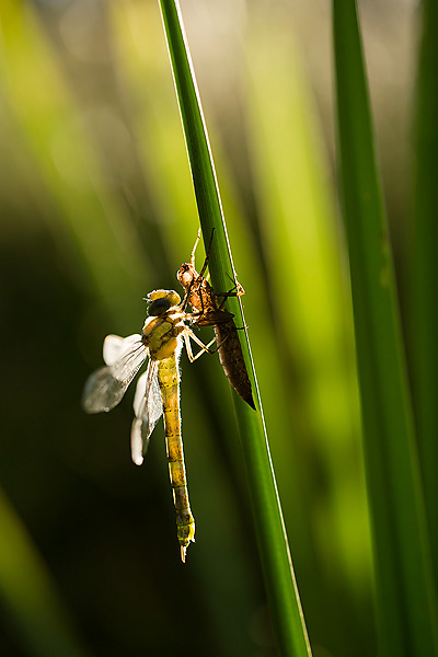 35_Aeshna cyanea_MG_9408_5D3_28-06-15_600x400.jpg