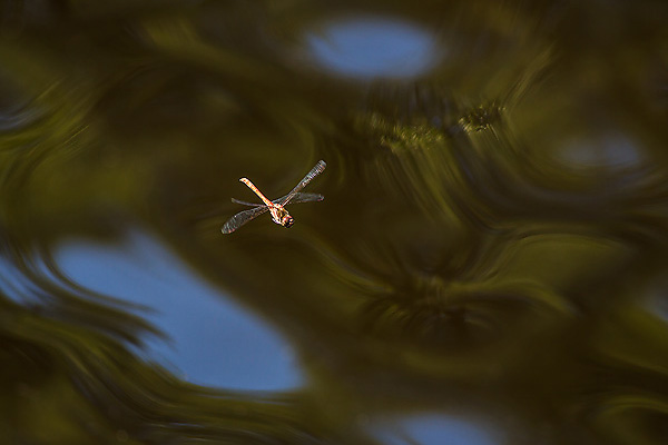 37_Sympetrum striolatum_MG_3134_5D3_06-09-13_600x400.jpg