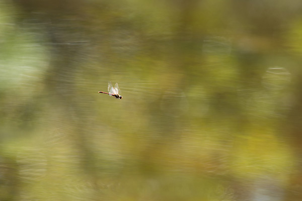 38_Sympetrum striolatum_MG_9030_5D3_20-09-14_600x400.jpg