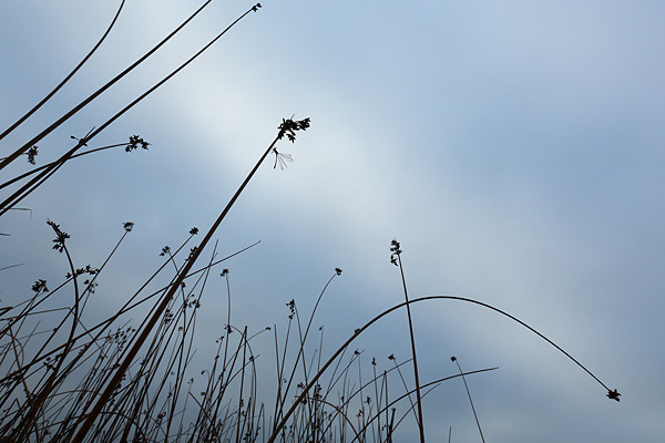 39_Lestes sponsa_MG_8814_5D3_13-09-14_600x400.jpg